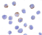 Antibody product image